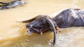 Thai Buffalo take a bath Royalty Free Stock Photo