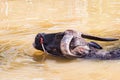 Thai Buffalo take a bath Royalty Free Stock Photo