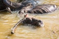 Thai Buffalo take a bath Royalty Free Stock Photo