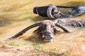 Thai Buffalo take a bath Royalty Free Stock Photo