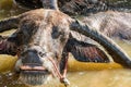 Thai Buffalo take a bath Royalty Free Stock Photo