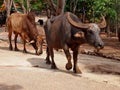 Thai buffalo in Thailand