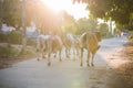 Thai Buffalo walk over the field go back home