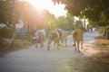 Thai Buffalo walk over the field go back home