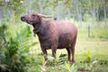 Thai Buffalo walk over the field