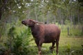 Thai Buffalo walk over the field go back home.