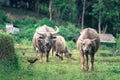 Thai Buffalo walk over the field while looking at photographer