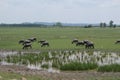 Thai buffaloes covered with mud