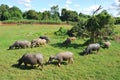 Thai buffaloes are grazing in a field Royalty Free Stock Photo