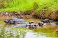 Thai buffalos in swamp Royalty Free Stock Photo