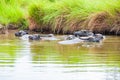Thai buffalos in swamp Royalty Free Stock Photo