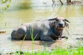 Thai buffalos in swamp Royalty Free Stock Photo