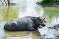 Thai buffalos in swamp Royalty Free Stock Photo