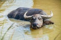 Thai buffalos in swamp Royalty Free Stock Photo