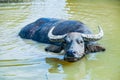 Thai buffalos in swamp Royalty Free Stock Photo