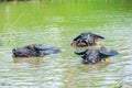Thai buffalos in swamp Royalty Free Stock Photo