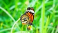 Thai butterfly in pasture VERBENA BONARIENSIS flowers Insect outdoor nature