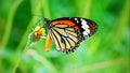 Thai butterfly in pasture VERBENA BONARIENSIS flowers Insect outdoor nature