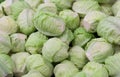 Thai cabbage background image