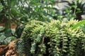 Thai cactus, plant, green, garden Royalty Free Stock Photo