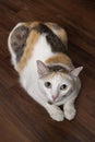 Thai calico or parti-colour cat