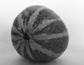 Thai cantaloupe melon black white