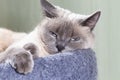 A Thai cat with blue eyes is resting in its bench. Royalty Free Stock Photo