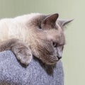 A Thai cat with blue eyes is resting in its bench. Royalty Free Stock Photo