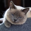 A Thai cat with blue eyes is resting in its bench. Royalty Free Stock Photo