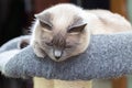 A Thai cat with blue eyes is resting in its bench. Royalty Free Stock Photo