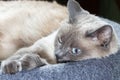 A Thai cat with blue eyes is resting in its bench. Royalty Free Stock Photo