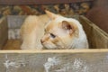 Thai cat with blue eyes sits in wooden box