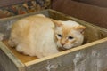 Thai cat with blue eyes sits in wooden box
