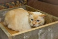 Thai cat with blue eyes sits in wooden box