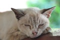 Thai cat brown it sleeping, Sweet dream. Royalty Free Stock Photo