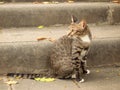 Thai cat on cement stair