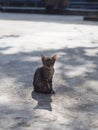 Thai cat clinging to sit on the concrete floor with sunlight. Morning of the day Royalty Free Stock Photo