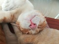 Thai Cat, cute, cute, sucking, sleeping, comfortable, cute, herd, feeding, family,siamese cat Royalty Free Stock Photo