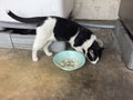 Thai Cat eating food in bowl, country cat. Royalty Free Stock Photo