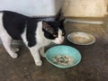 Thai Cat eating food in bowl, country cat. - image