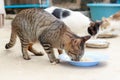 Thai cat eating food in plastic bowl on cement floor. Royalty Free Stock Photo