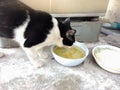 Thai Cat eating water in bowl, country cat. Royalty Free Stock Photo