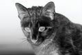 Thai cat with gradient adjusment Royalty Free Stock Photo