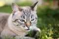 Thai cat in the grass