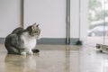 A Thai cat with gray and white color