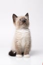 Thai cat known as a traditional siamese cat Royalty Free Stock Photo