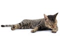 Thai cat Royalty Free Stock Photo