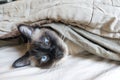 Thai cat lies on the bed