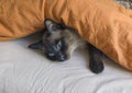 Thai cat lies on the bed