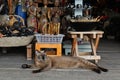 Thai cat lies in gift shop